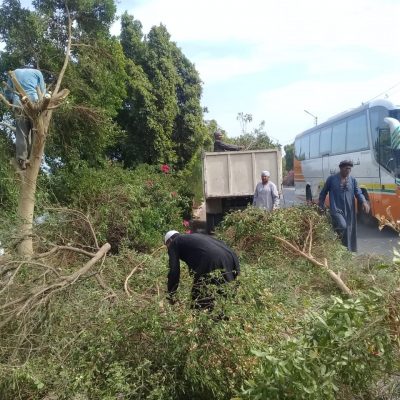 قص أشجار الرياض