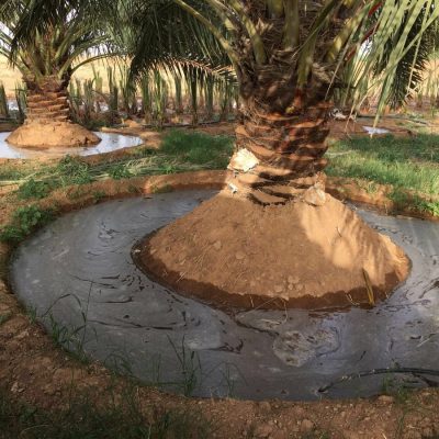 قص أشجار الرياض