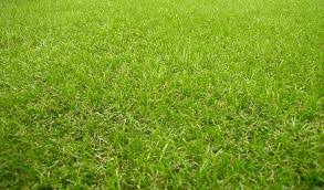 عشب طبيعي سعر المتر بالرياض