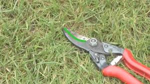 قص أشجار الرياض