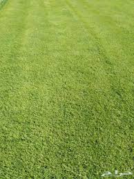 عشب طبيعي سعر المتر بالرياض