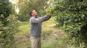 ازالة أشجار الرياض