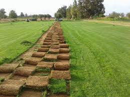 عشب طبيعي سعر المتر بالرياض